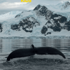 Tonies National Geographic Kids: Whale Tonie